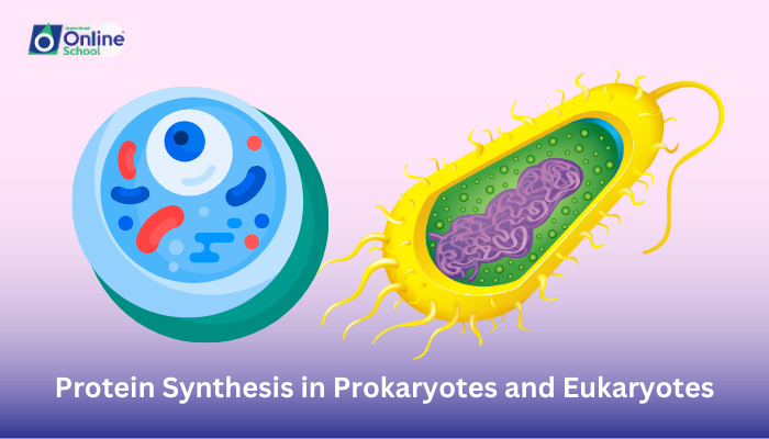 Lesson 16: Differentiation of Protein Synthesis in Prokaryotes and Eukaryotes